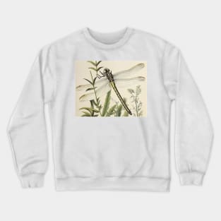 Dragonfly Crewneck Sweatshirt